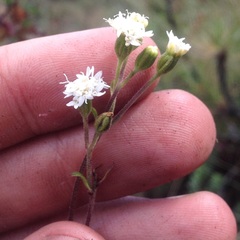 Oxylobus arbutifolius
