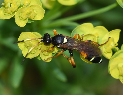 Ichneumon lautatorius