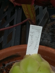 Pinguicula gigantea