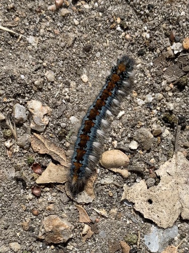 iNaturalist observation photo of Pacific Tent Caterpillar