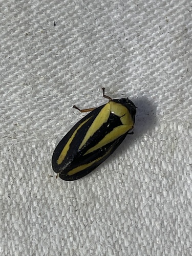 Hemitriecphora