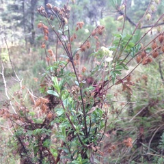 Oxylobus arbutifolius