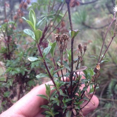 Oxylobus arbutifolius