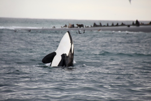 Orca photographed in Alaska