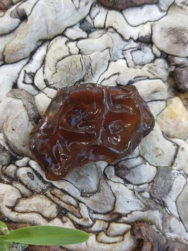 Auriculariaceae image