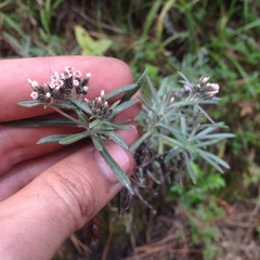 Gnaphaliothamnus salicifolius