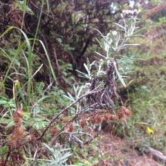 Gnaphaliothamnus salicifolius