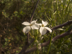 Clausia agideliensis