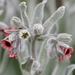 Cynoglossum cheirifolium - Photo (c) Ferran Turmo Gort, some rights reserved (CC BY-NC-SA)