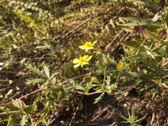 Potentilla flagellaris