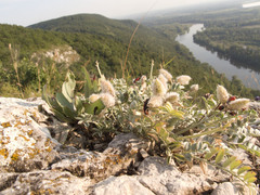 Astragalus helmii