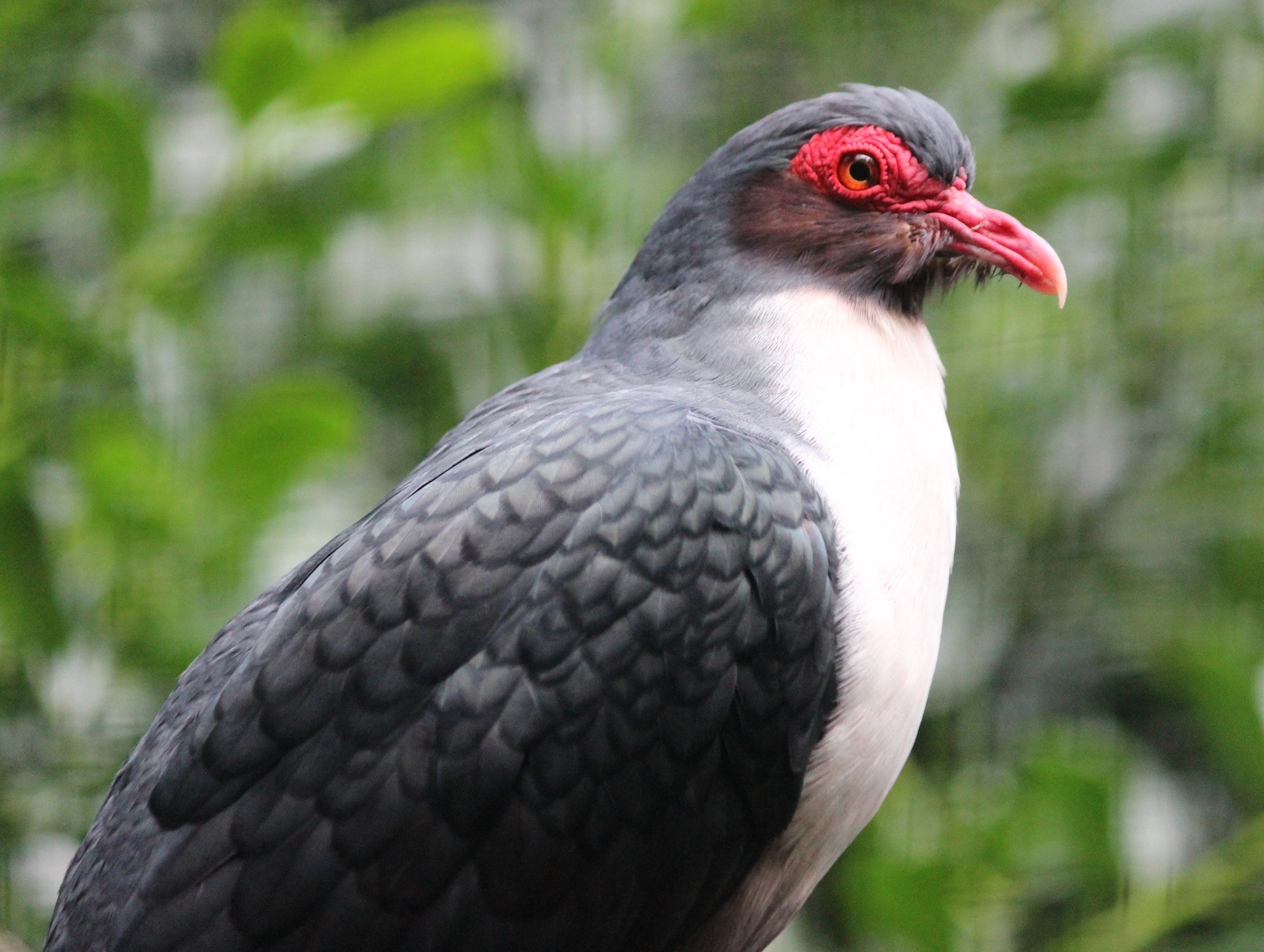 Papuan Mountain-Pigeon illustration