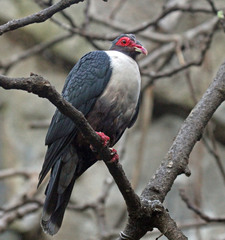 Papuan Mountain-Pigeon photo 2