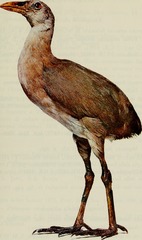 New Guinea Flightless Rail photo 2