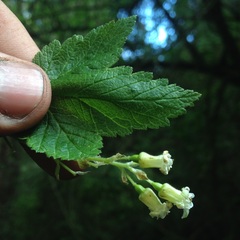 Ribes ciliatum