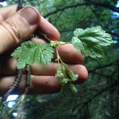 Ribes ciliatum