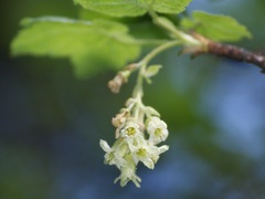 Ribes ciliatum