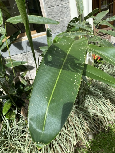 Heliconia rostrata