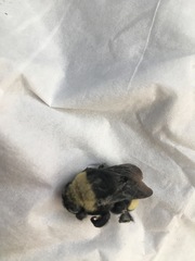 Bombus crotchii