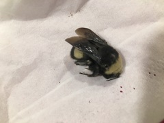 Bombus crotchii