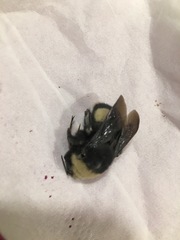 Bombus crotchii