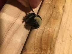 Bombus crotchii