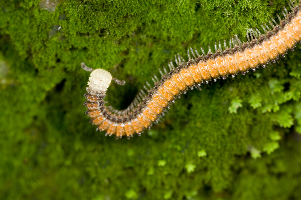 Glyphiulus