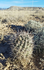 Sclerocactus glaucus
