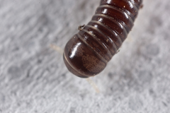 Pseudospirobolellus avernus