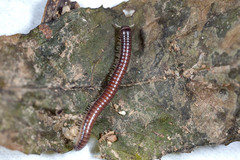 Pseudospirobolellus avernus