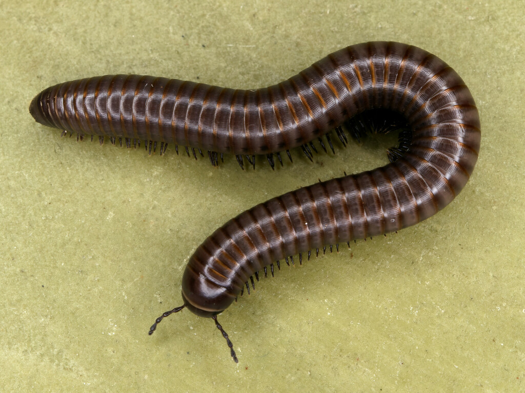Pachyiulus varius