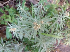 Gnaphaliothamnus salicifolius
