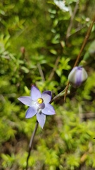 Thelymitra colensoi