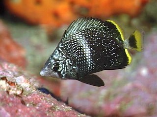 Wrought Iron Butterflyfish