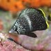 Wrought Iron Butterflyfish - Photo (c) Izuzuki diver, some rights reserved (CC BY-SA)