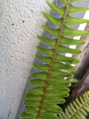 Caedicia simplex