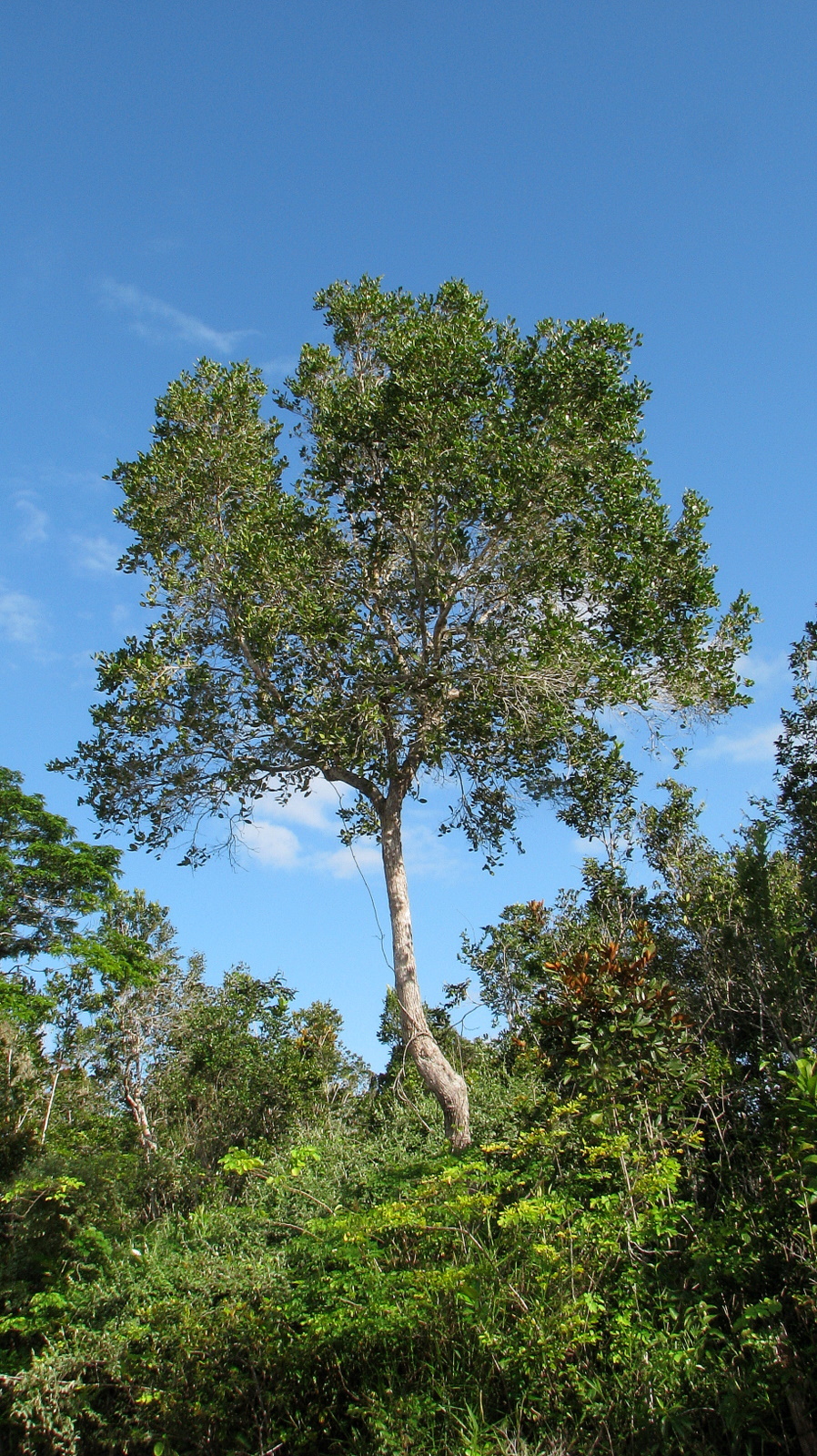 Chaetocarpus
