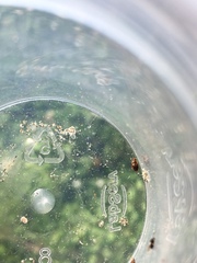 Insecta