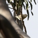 Tasmanian Striated Pardalote - Photo (c) James Bailey, some rights reserved (CC BY-NC), uploaded by James Bailey