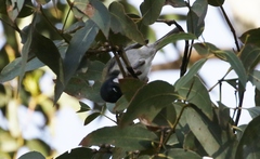 Melithreptus affinis