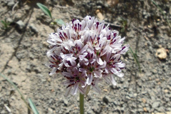 Allium woronowii