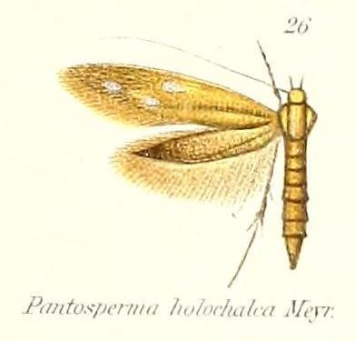 Pantosperma