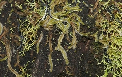 Lophocolea semiteres