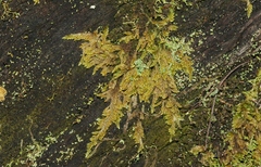 Lophocolea semiteres