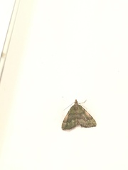 Geometridae