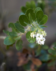 Arctostaphylos viridissima