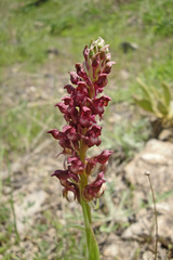 Anacamptis coriophora