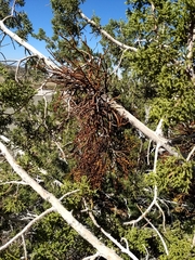 Phoradendron juniperinum