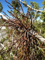 Phoradendron juniperinum