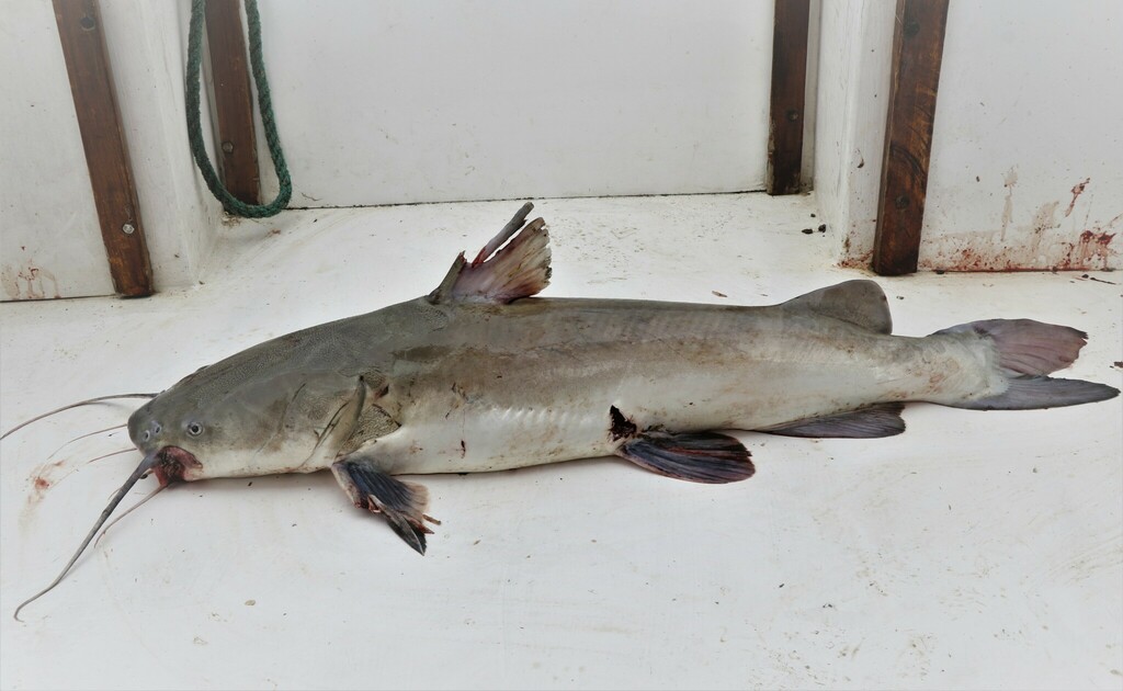 Brown Sea Catfish